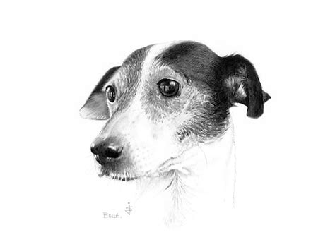 Tweet today's article is all about incredibly realistic pencil drawings of cute and adorable animals. Rare Collection of free wallpapers: Pencil drawing painting art Sketches of Cute Animal and cute ...