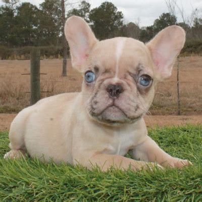 Advertise, sell, buy and rehome french bulldog dogs and puppies with pets4homes. Merle French Bulldog - Lindor French Bulldogs