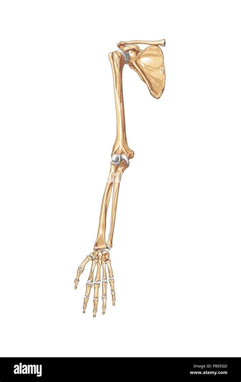 Upper Limb Bones Stock Photo Alamy