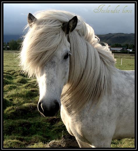 Icelandic Horse Wikipedia The Icelandic Horse Is A Breed Flickr