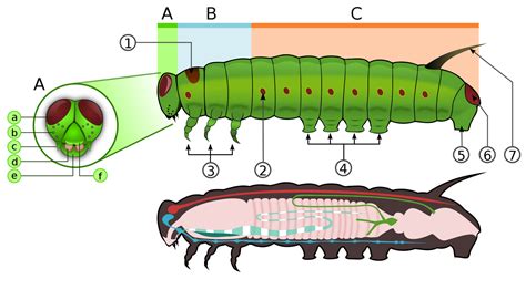 Diagram Diagram Of Caterpillar Anatomy Mydiagramonline