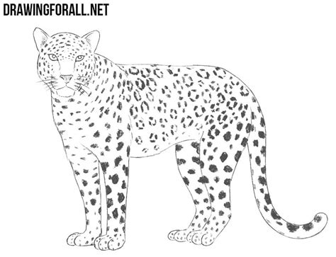 It's a full body drawing of a standing cheetah. How to Draw a Leopard | Drawingforall.net