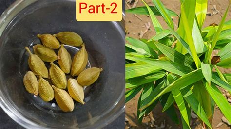 घर पर ही उगाएँ इलायची का पौधा।how To Grow Cardamom Plant From Seedhow