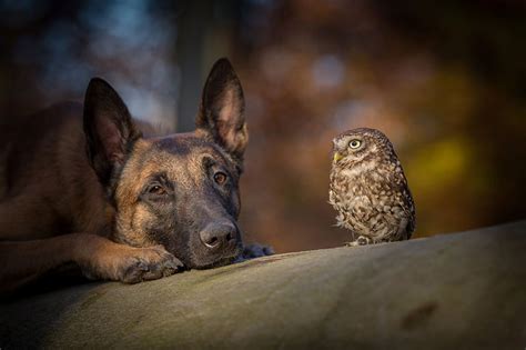 The Unlikely Friendship Of A Dog And An Owl Bored Panda