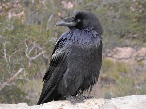 Common Raven Grand Canyon Az My Bird Of The Day