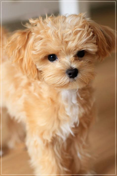 Maltipoo ~ Maltesepoodle Mix Puppies Cute Dogs Poodle Mix Puppies