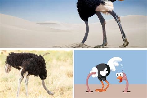 Ostrich Head In Sand Myth Do Ostriches Bury Their Heads In The Sand
