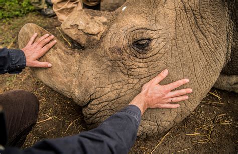 The Life He Lived Photos Of The Last Male Northern White Rhino