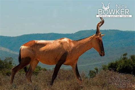Red Hartebeest Hunting In South Africa Includes Video