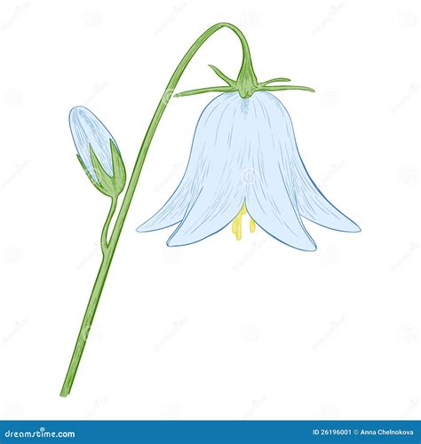 Bell Flower Do Vetor Ilustração Do Vetor Ilustração De Projeto 26196001