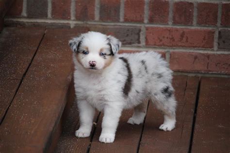 57 Cute Blue Merle Australian Shepherd Puppies For Sale Photo Codepromos