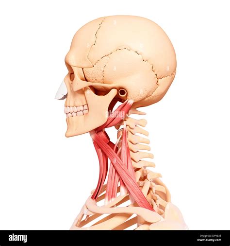 Human Neck Musculature Artwork Stock Photo Alamy