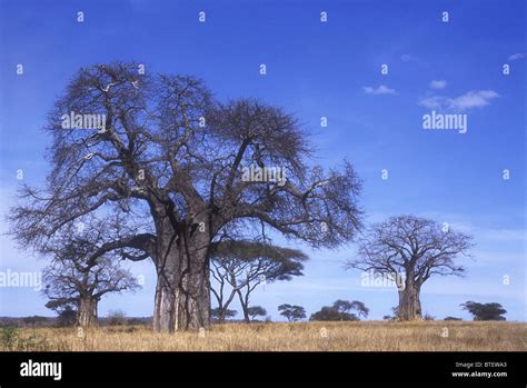 Mature Baobab Trees And Scattered Acacia Tortilis Woodland In Tarangire