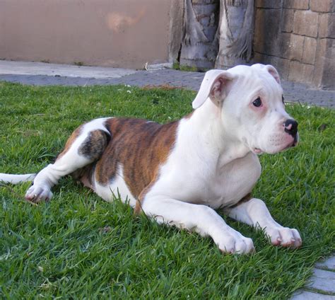 47 How To Train American Bulldog Pic Bleumoonproductions