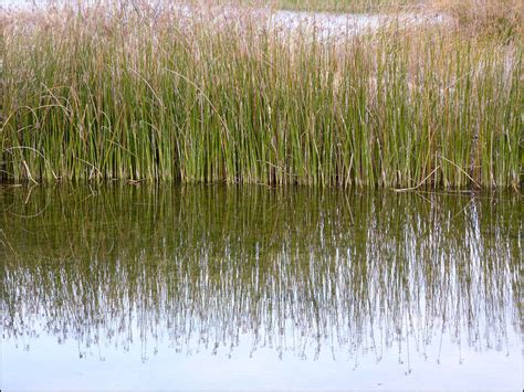 Reeds 916 Free Stock Photo Public Domain Pictures