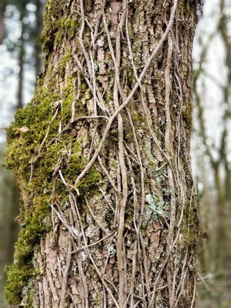 Arborist Advice Remove English Ivy From Your Trees For The Love Of