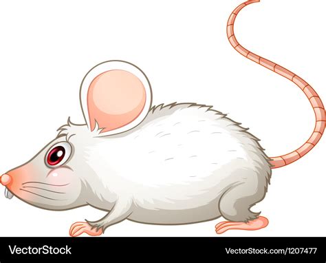 A White Mouse Royalty Free Vector Image Vectorstock