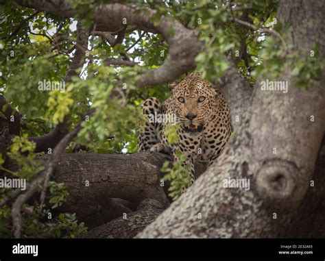 Male Leopard Resting In A Tree In Kruger National Park South Africa