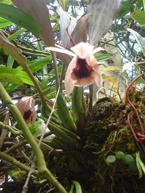 Kalau diukur saiz pokoknya mungkin sama saja dengan pokok yang dah mengeluarkan bunga tapi pokoknya nampak. PENGGEMAR ORKID MALAYSIA: Bunga orkid yang berbagai rupa ...