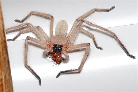 As for the the red widow, this spider prefers scrub and objects on the ground that it can burrow under. Huntsman spider (Sparassidae) | Spidapedia Wiki | FANDOM ...