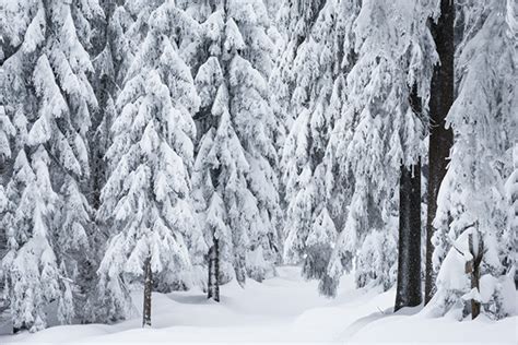 The Enchanted Winter Forest On Behance