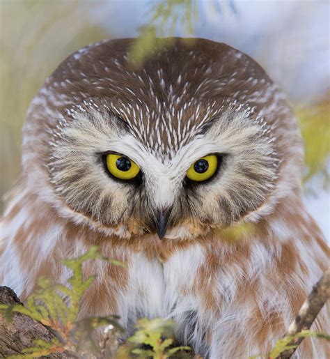 Northern Saw Whet Owl Portrait Photograph By Mircea Costina Photography