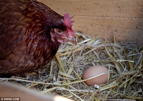 All She Needed Was A Tablet Lonely Chicken Coaxed Into Laying Eggs By