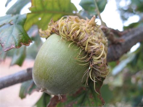 Bur Oak Fruit Flickr Photo Sharing