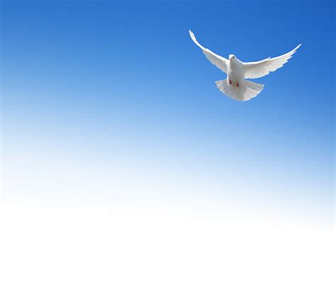The Holy Spirit As A Dove Today Daily Devotional