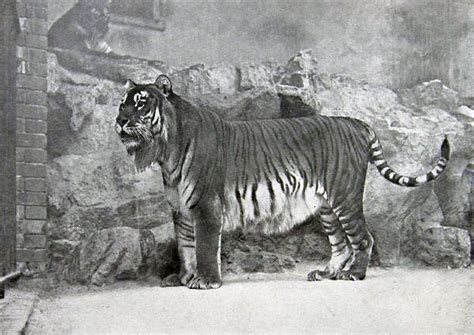 7 Extinct Big Cats Historycolored