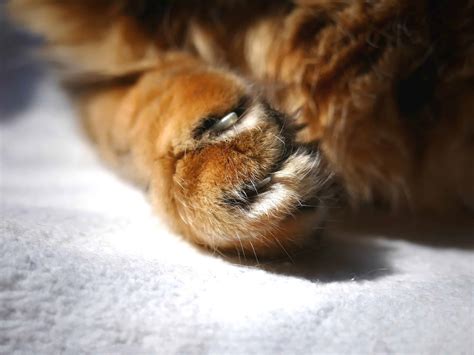 What You Need To Know About Your Cats Claws Cole And Marmalade