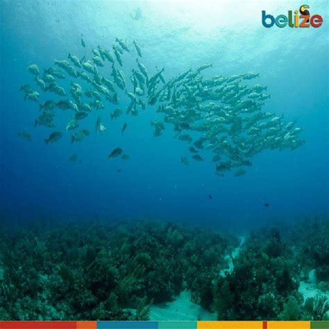 7 Reasons Why Belize Should Be Your Next Fishing Destination