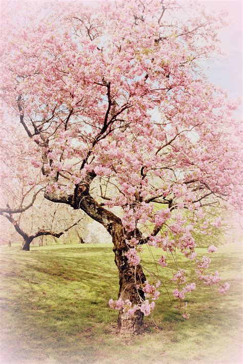 Softly Cherry Photograph By Jessica Jenney Fine Art America