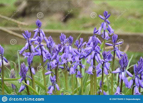 Beautiful Flowering Bluebells In A Sprintime Garden Stock Image Image