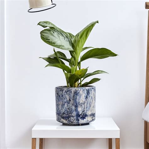 If you notice that the usually lush green leaves of the aglaonema are turning yellow. Aglaonema Silver Bay | Chinese Evergreen | Indoor Plants ...