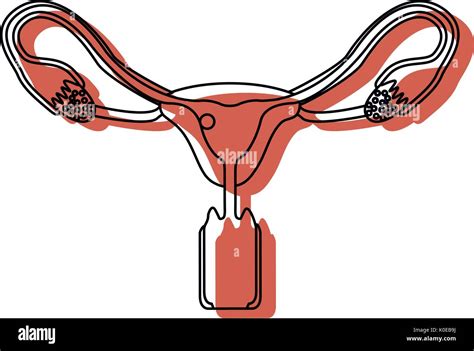 Acuarela Pintada Silueta Del Sistema Reproductivo De La Mujer Los