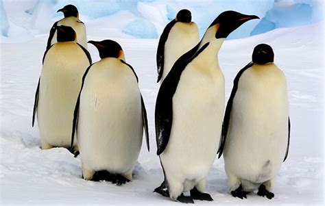 10 Facts About Emperor Penguins