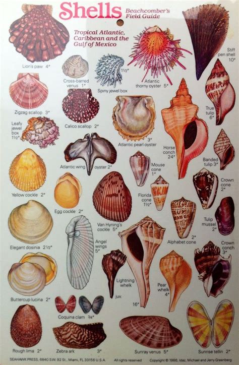 Tropical Atlantic Caribbean And The Gulf Of Mexico Beachcomber S Field Guide Shells I Sea