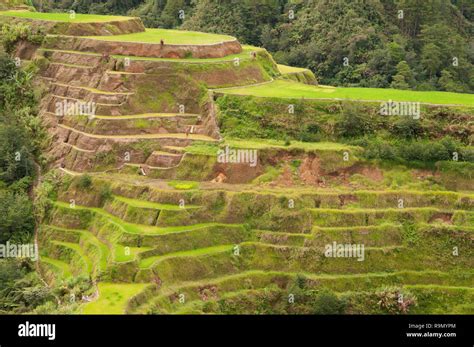 Banaue Rice Terraces Ifugao Province Cordillera Region Luzon Philippines Asia South Asia