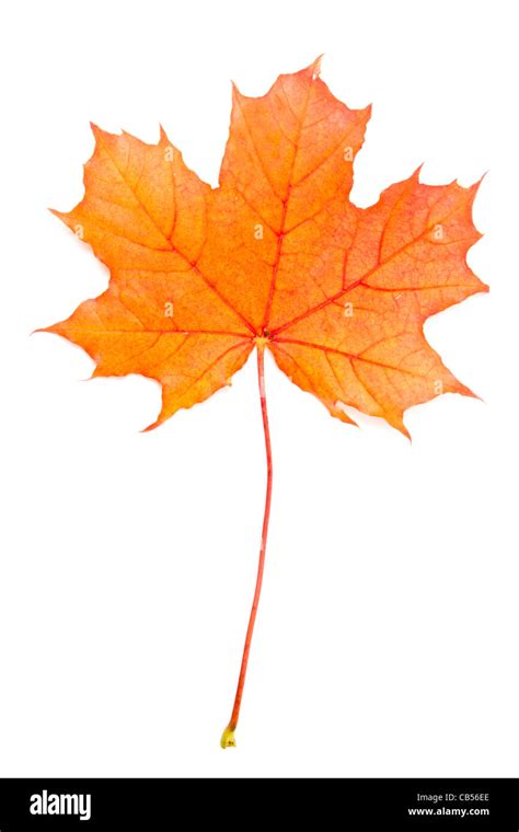 Autumn Red Maple Leaf Isolated On White Background Stock Photo Alamy
