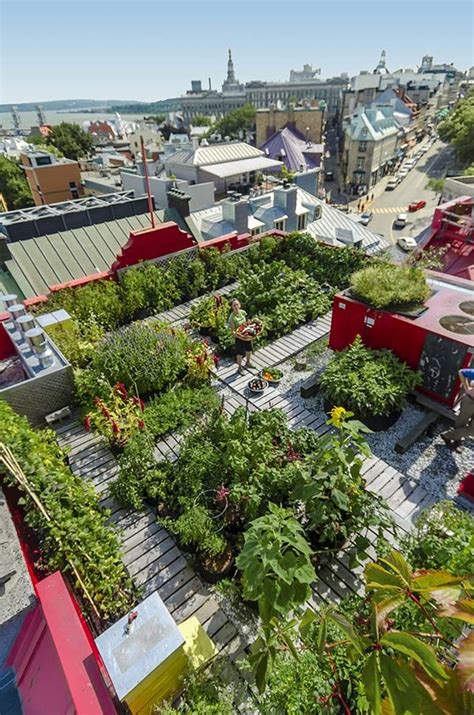 Edible Rooftop Garden