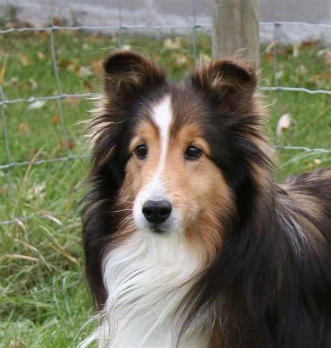 17 Border Collie Mixes Charming And Charismatic Collie Combos Border