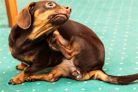 6 Common Dachshund Skin Problems And How To Prevent Them