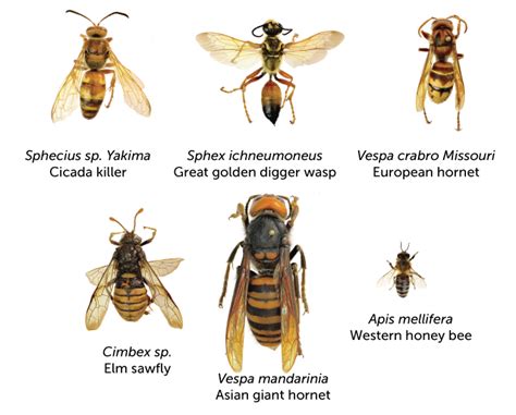 Murder Hornets Preying On Honeybees Pahrump Honey Company