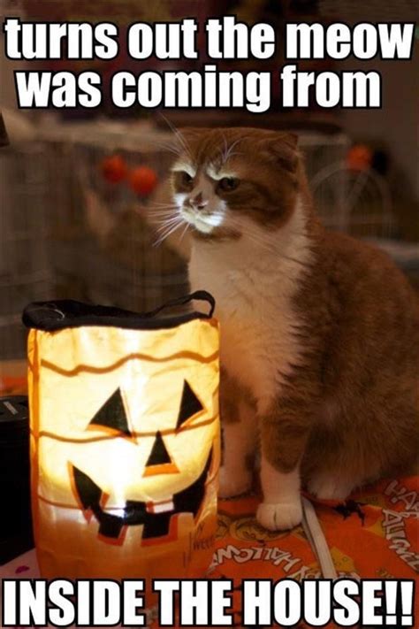 Grab Hold Of The Incredible Funny Halloween Animal Pictures With