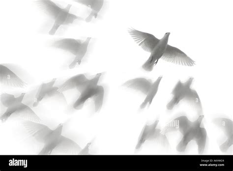Spiritual Image Of White Doves In Flight Stock Photo Alamy