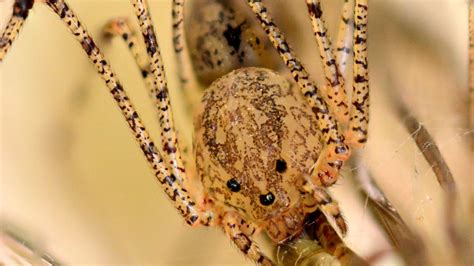 Maybe you would like to learn more about one of these? Your House Is Crawling With Bugs - Vocativ