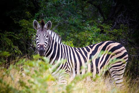 Zebra South Africa Zeeyolq Photography
