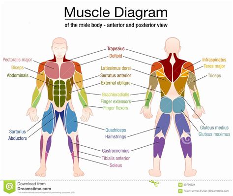 Muscle Anatomy Chart Lovely Muscle Diagram Male Body Names Stock Vector