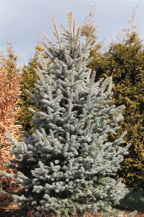 Dwarf Blue Spruce ‘fat Albert Garden Housecalls